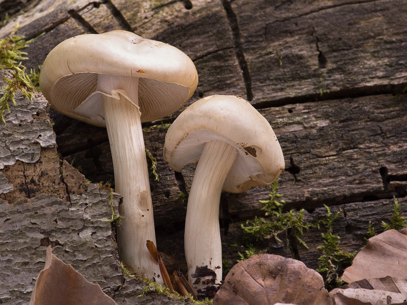 Agrocybe xanthocystis